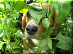 Beagle al acecho... Pickle, otro de nuestros perros